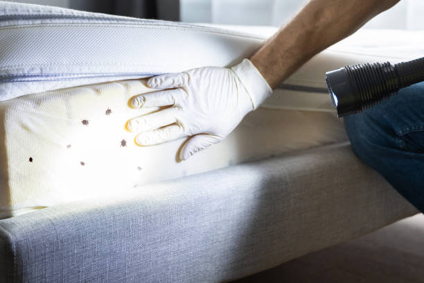Best Emergency Pest Control  in Bluefield, VA
