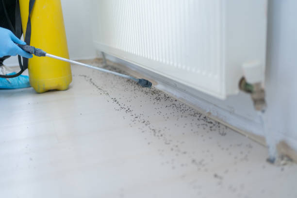 Best Pest Removal Services  in Bluefield, VA
