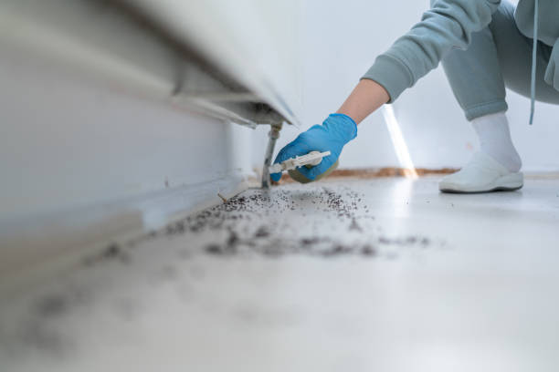 Best Bed Bug Extermination  in Bluefield, VA